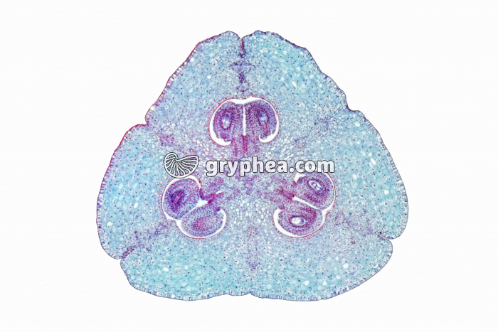 Lys - Ovaire de Lys en CT x4 - gryphea.org